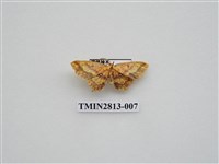 藏品(尺蛾439)的圖片